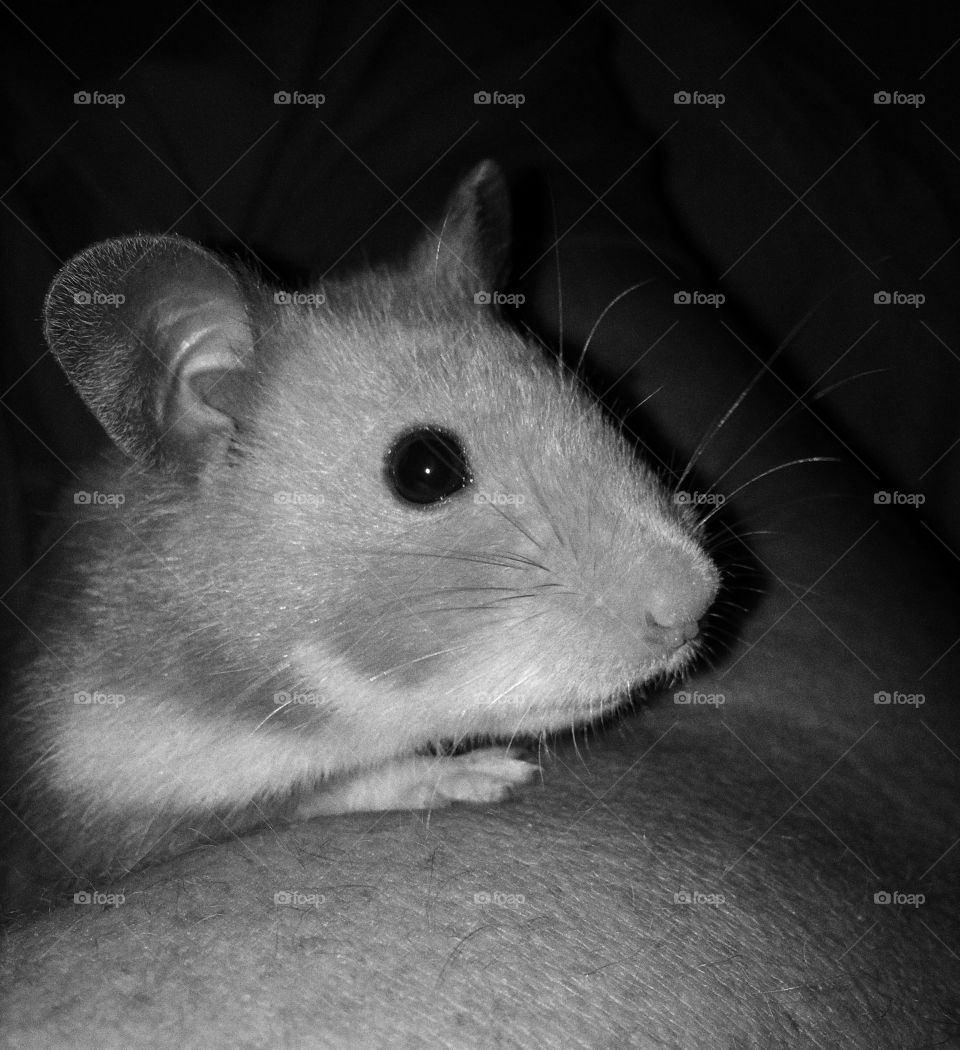Little Treacle. Our hamster sat still watching the TV ...