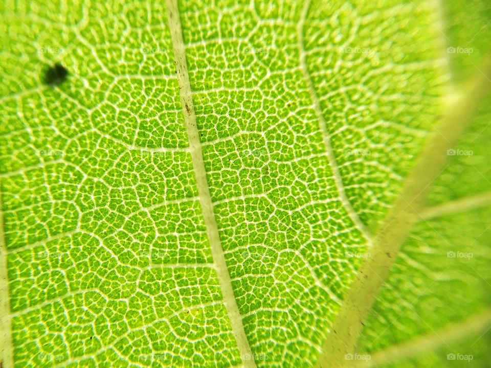 Sunlight through cells