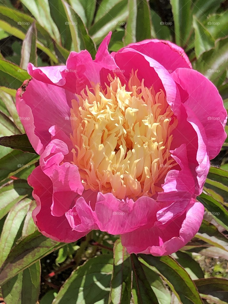 Peony