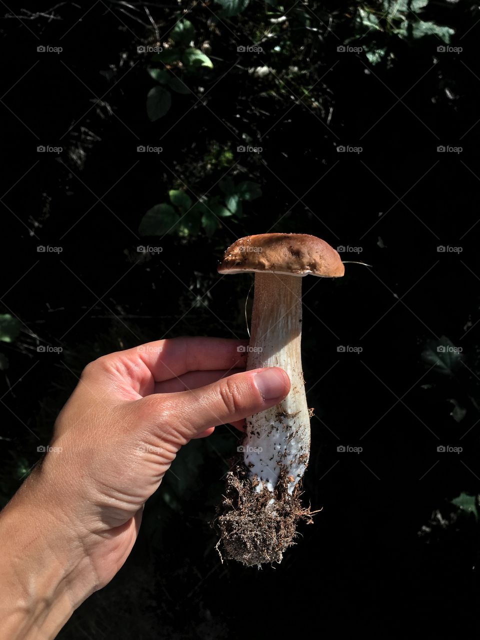 Fresh gathered mushroom in the forest. 