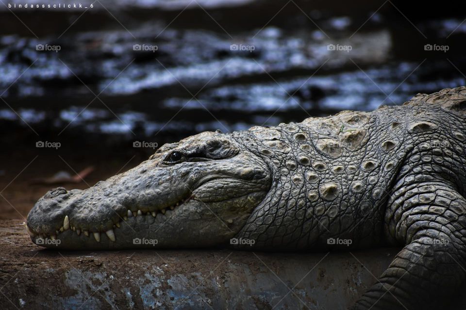 Nile crocodile click in Chambal sanctuary