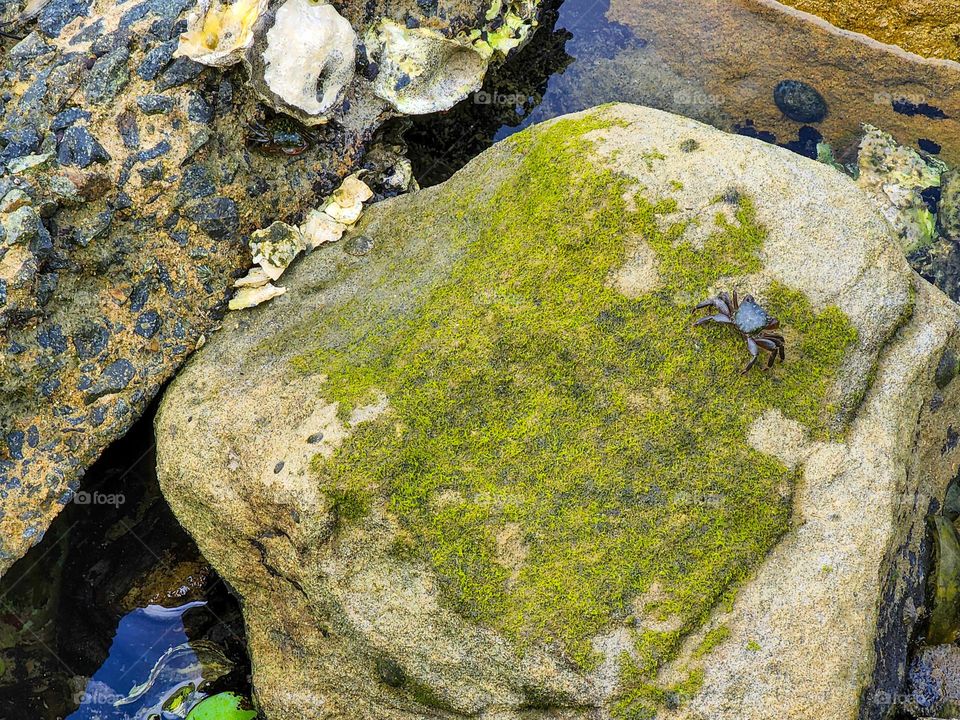 A small crab sits atop a lichen covered rock in a California tide pool