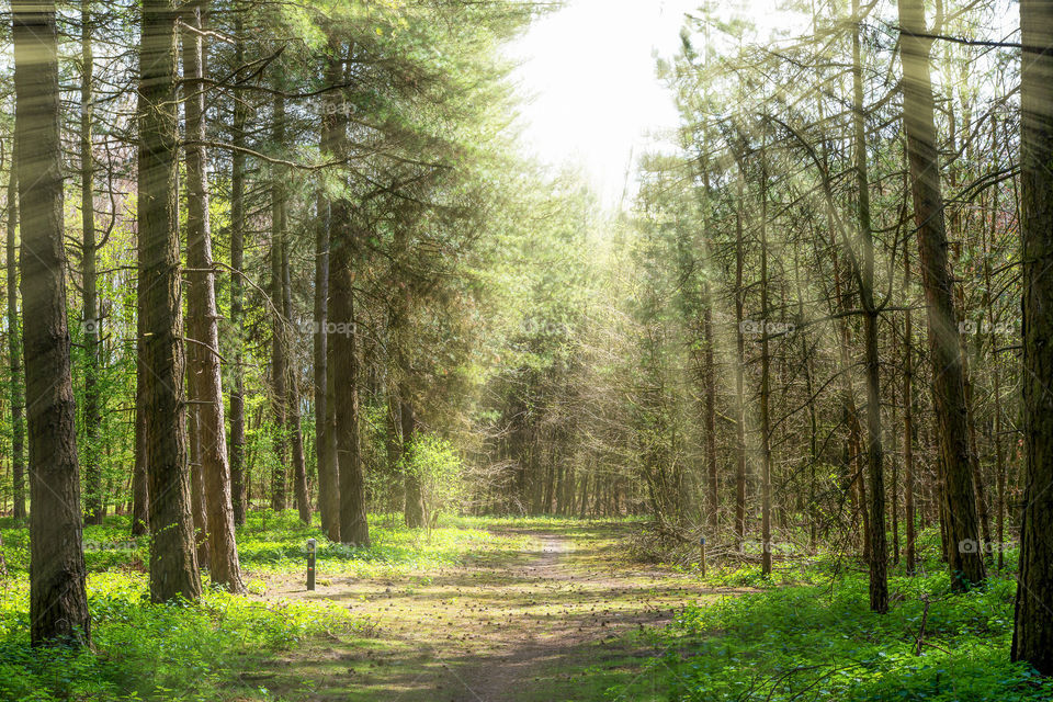 Forrest with sun rays
