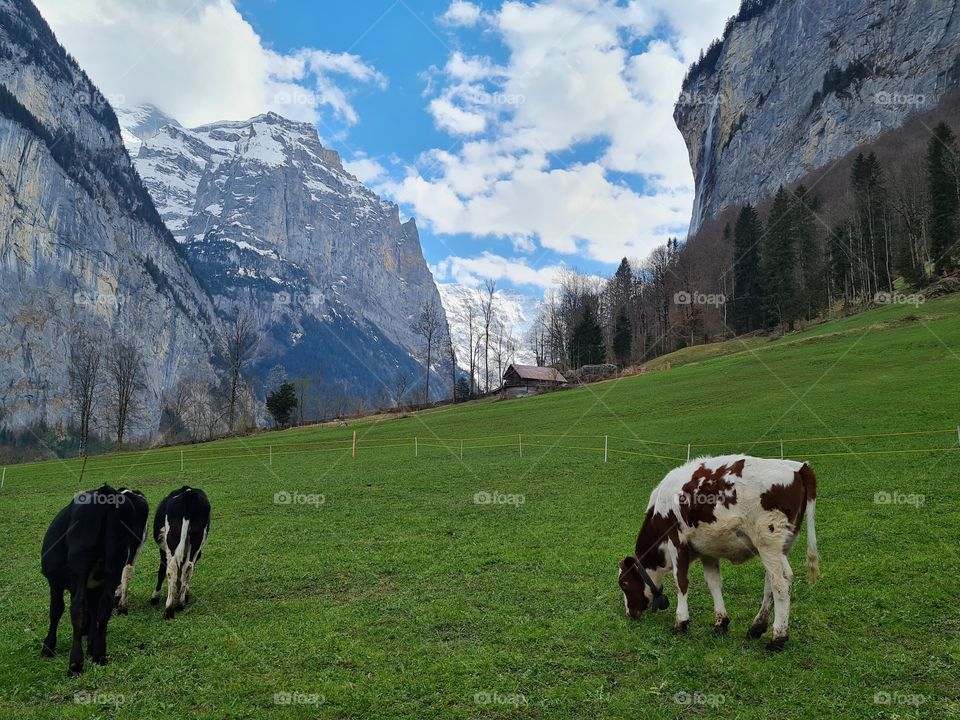 happiest cows in the world, swiss cows