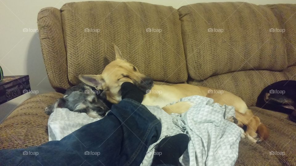 dogs sleeping on couch