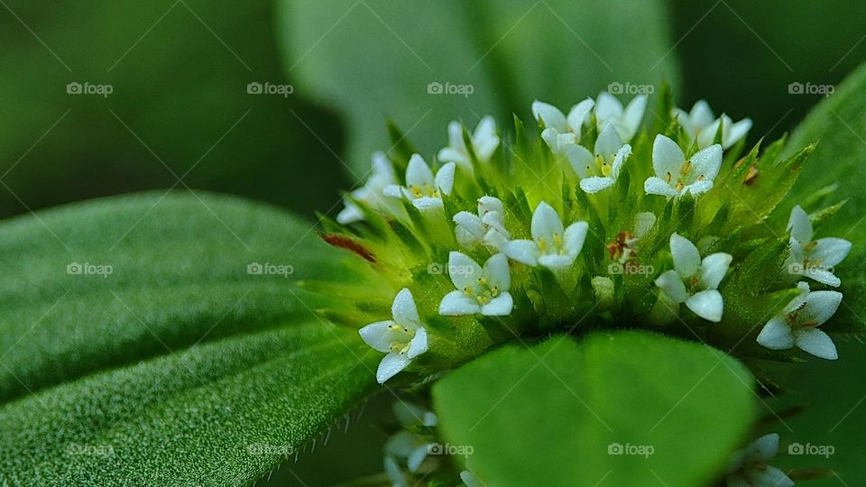 little white flowers