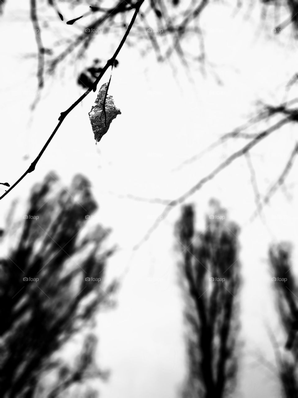 lonely leaf