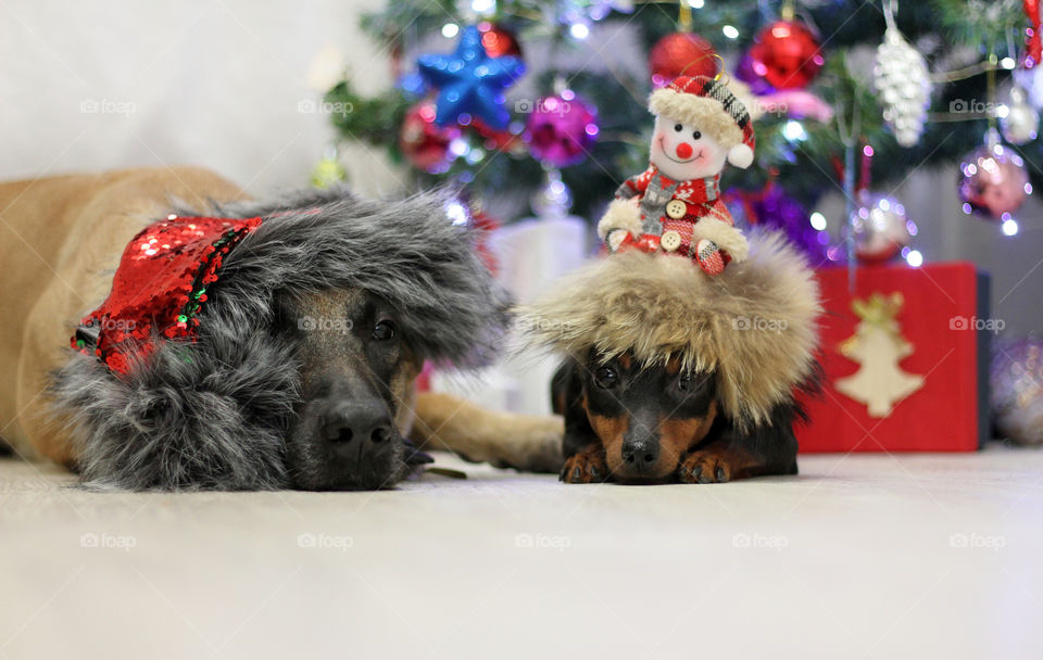 Christmas dogs