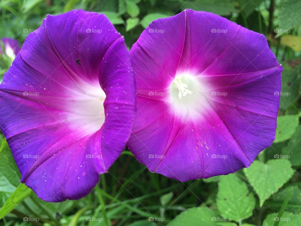 Twin violets