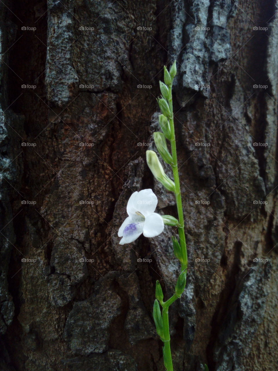 White Flower with t