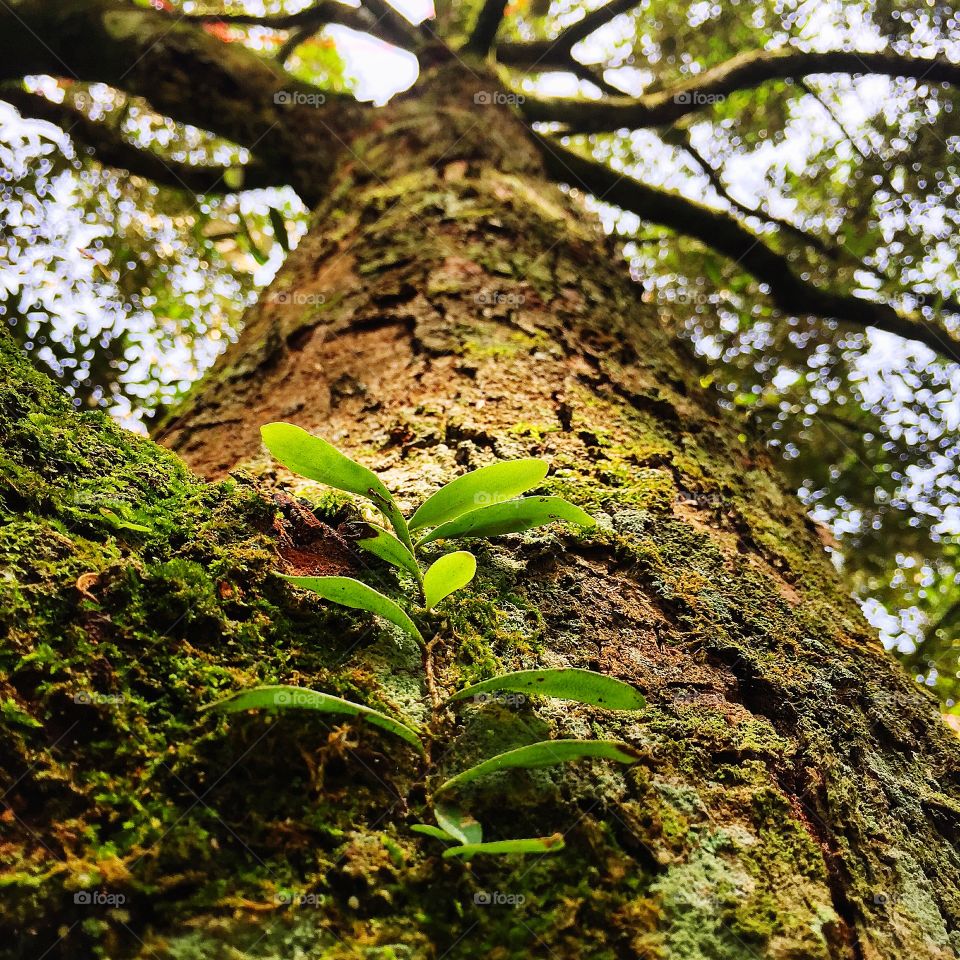 Parasit plants grow on tree