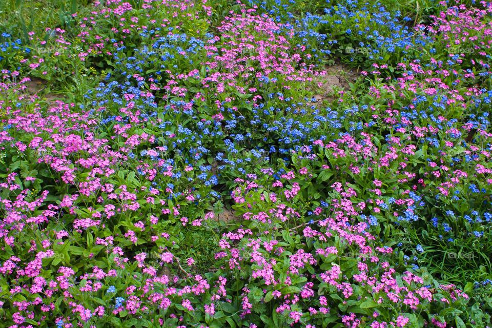 Close up of meadow full flowers.  Blue and pink Myosotis sylvatica or Forget-me-not flowers