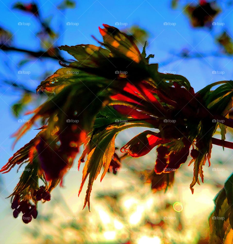 blooming makes leaves in the sunset light