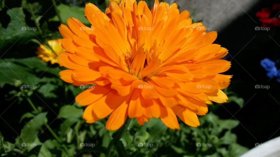 my Calendula