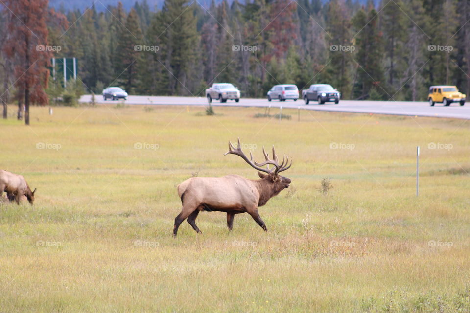 Elk at Jasper