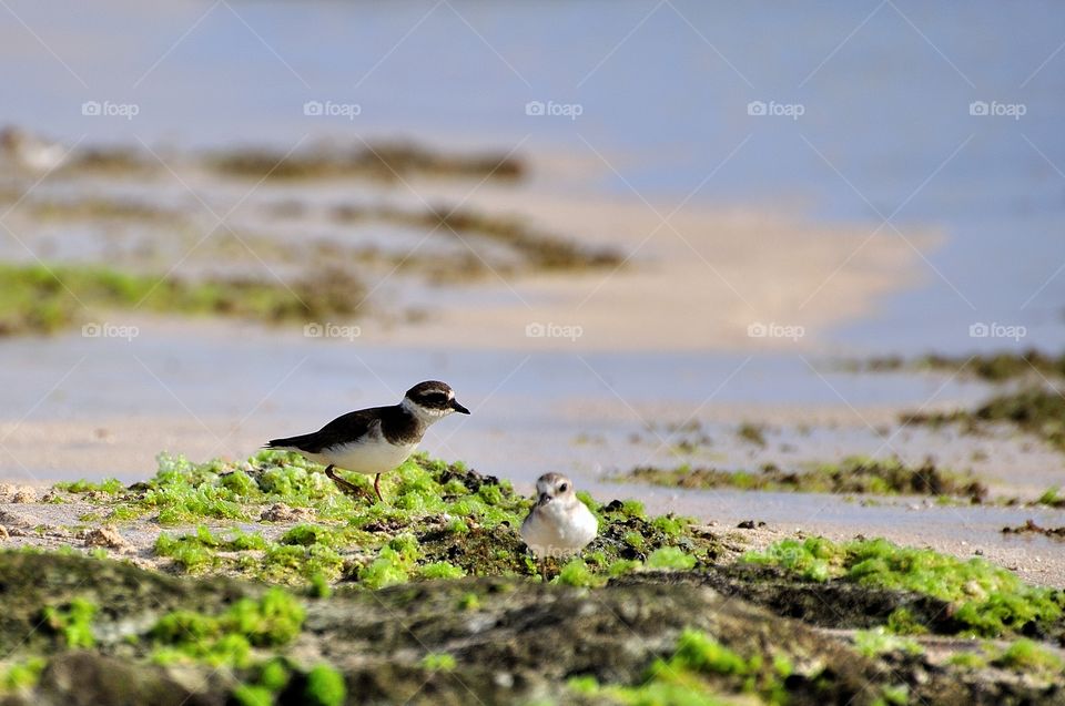 Close-up of two birds on moss