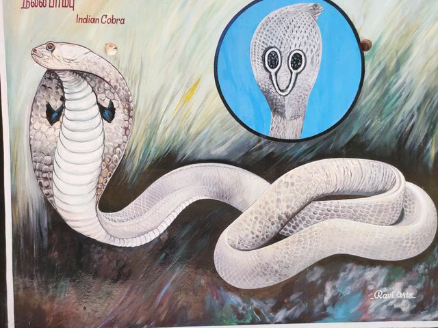 indian cobra