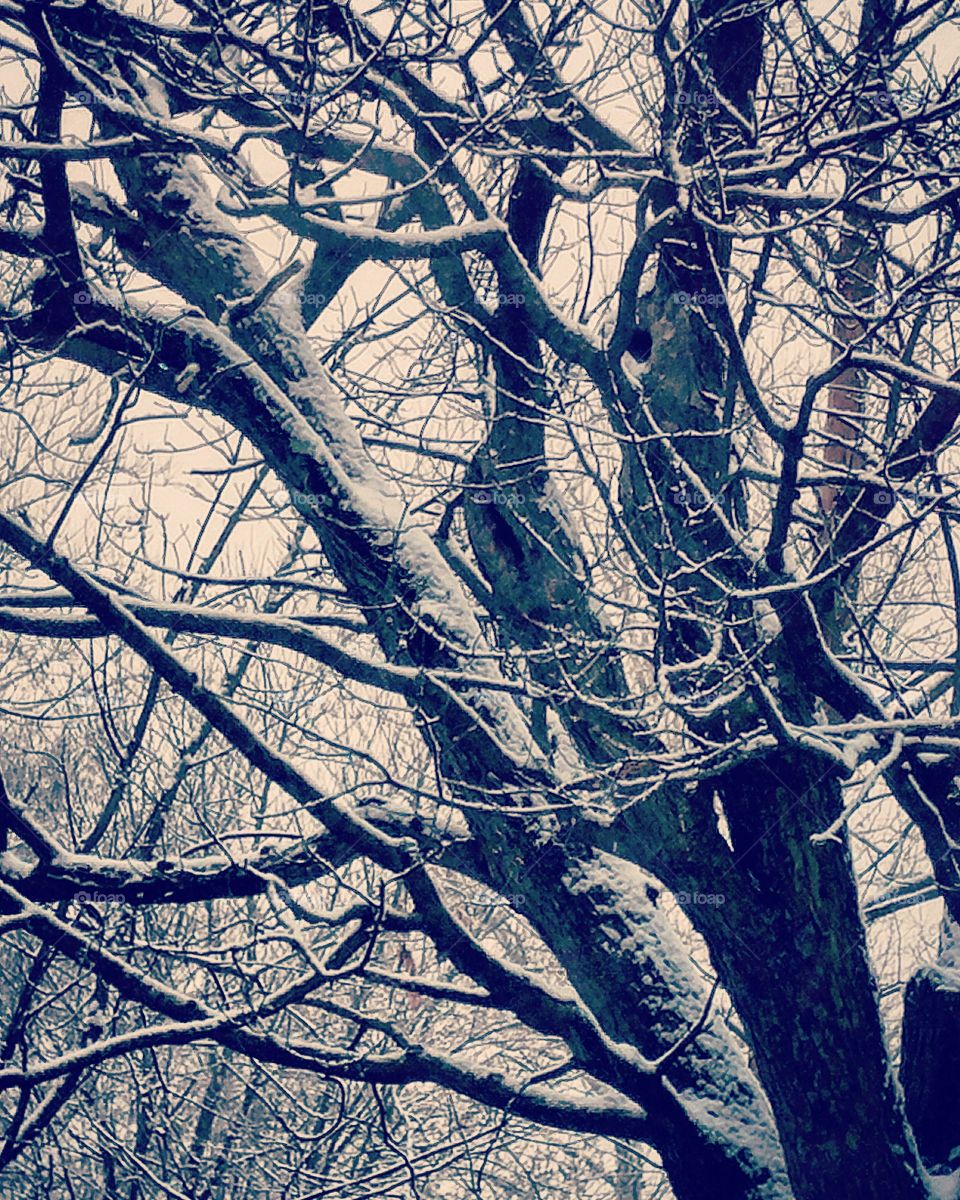 Snowfall on bare trees