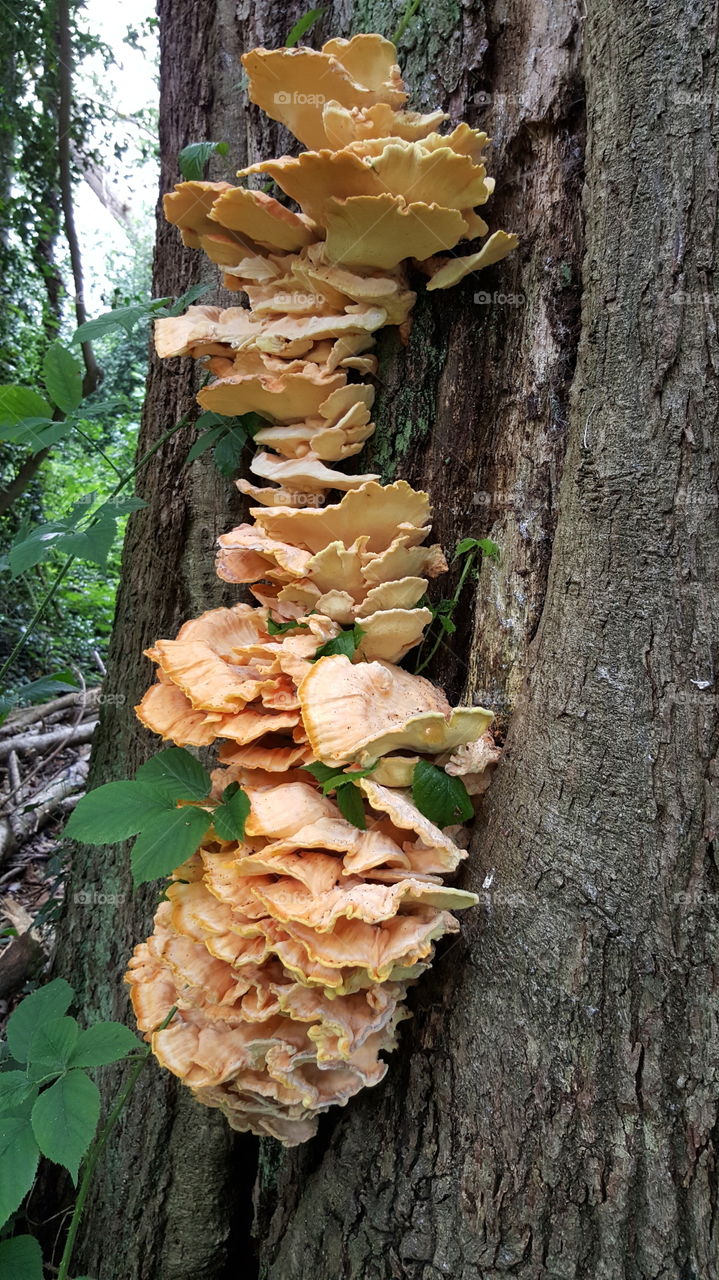 Chicken of the Woods or Sulphur Polypore (Laetiporus sulphureus)
