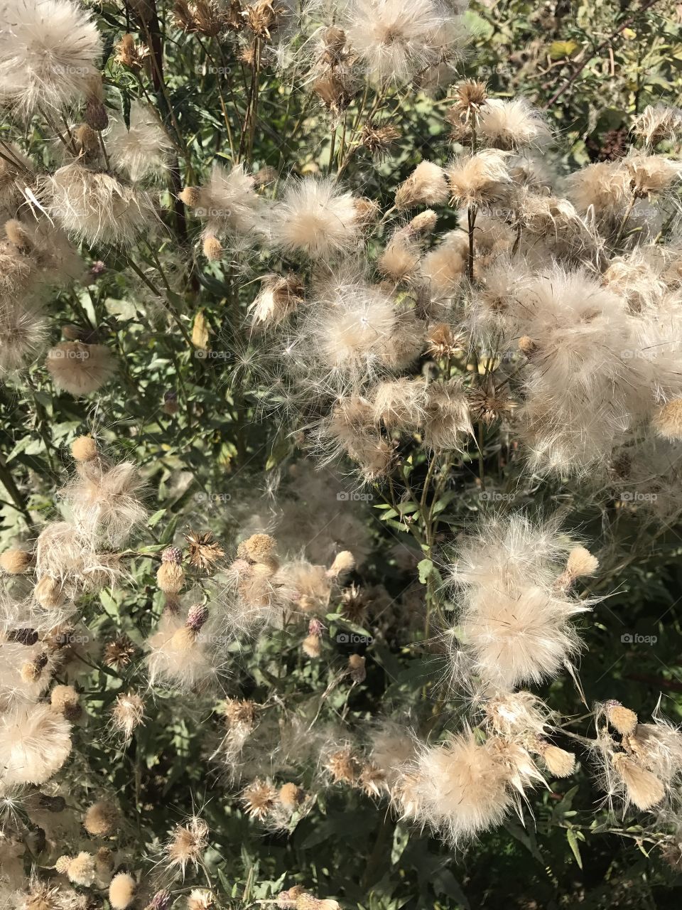 Fluffy plant background 