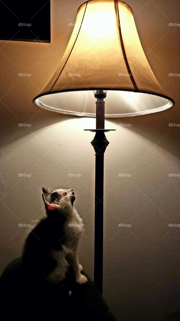 Cat and a Lamp