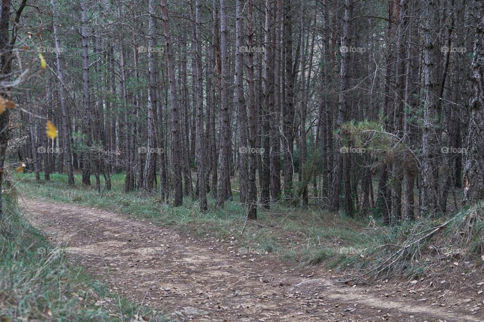 Camino forestal