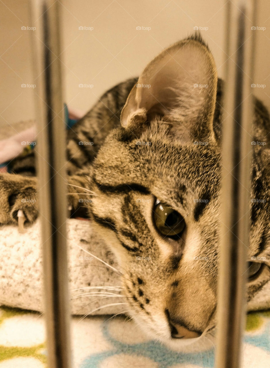 Take me home! A Bengal found in an animal shelter. And yes, he was adopted shortly after this picture was taken.