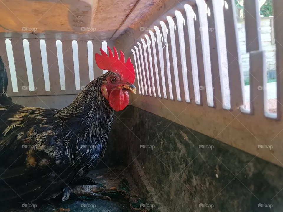 wakes up 🐓🐓