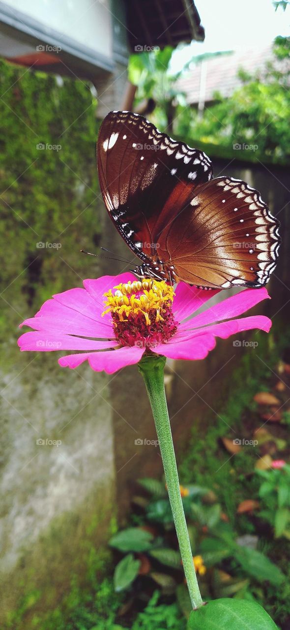 a beautiful butterfly with colorful wings is really beautiful perched on a flower that is in bloom