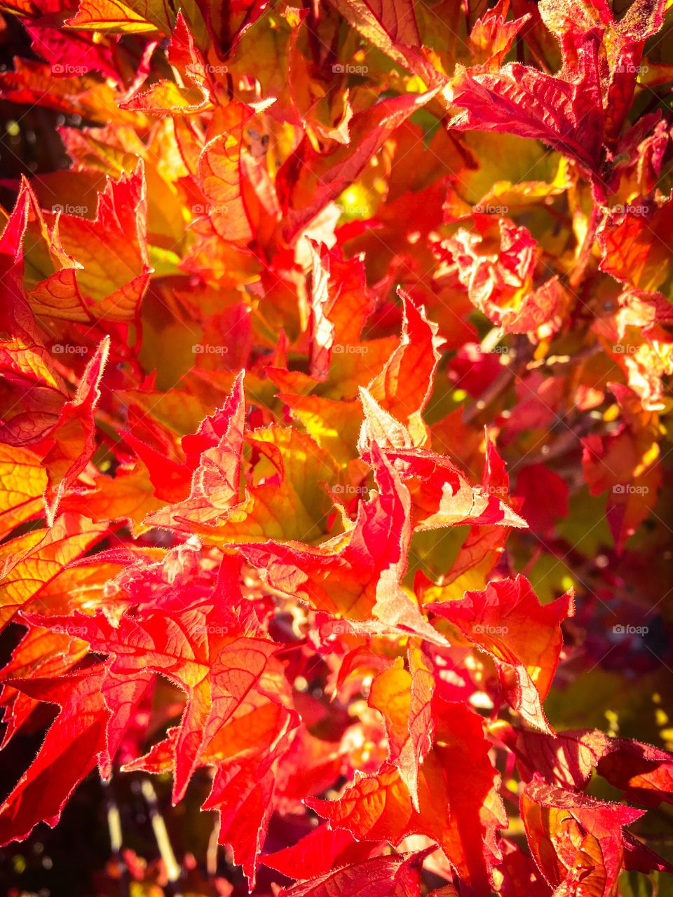 Red leaves