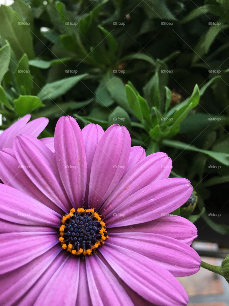 Purple flowers 