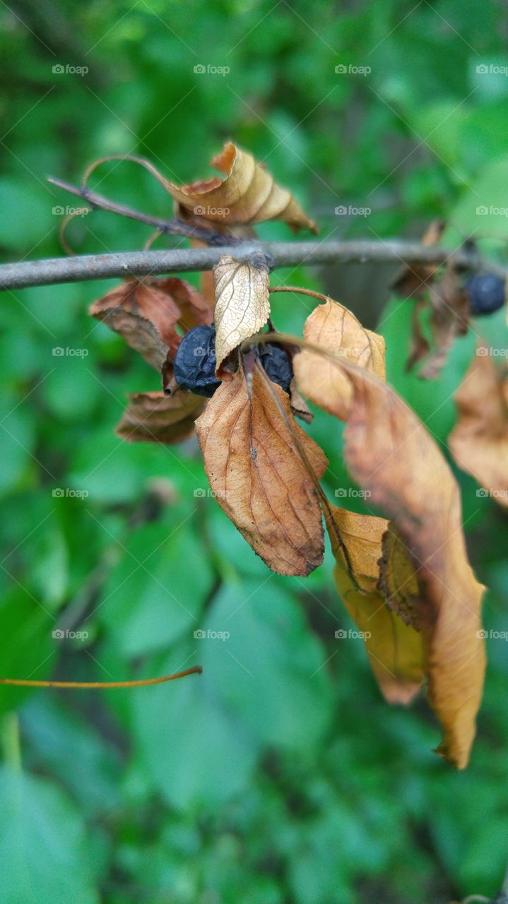 Dying berries on a branch