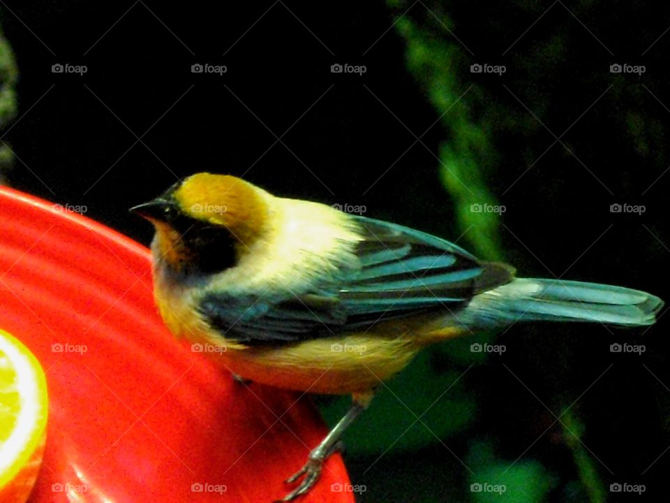 Goldfinch At A Birdfeeder
