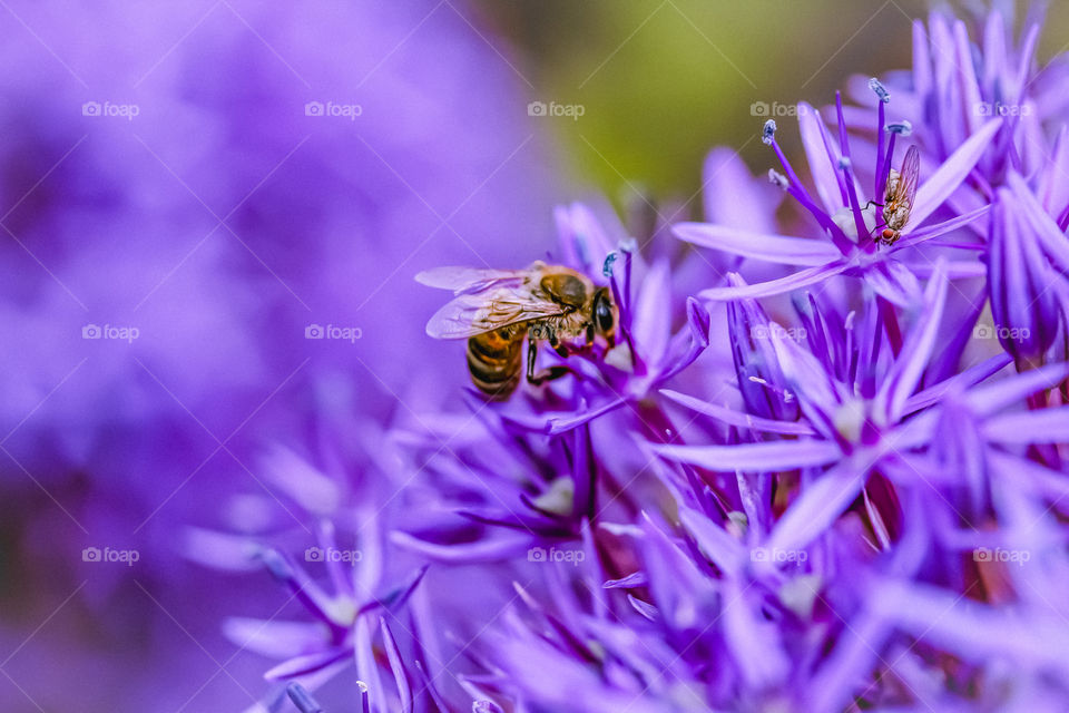 Bee at the purple flower