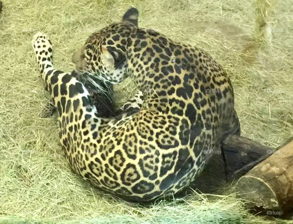 Baby jaguar finds its foot 