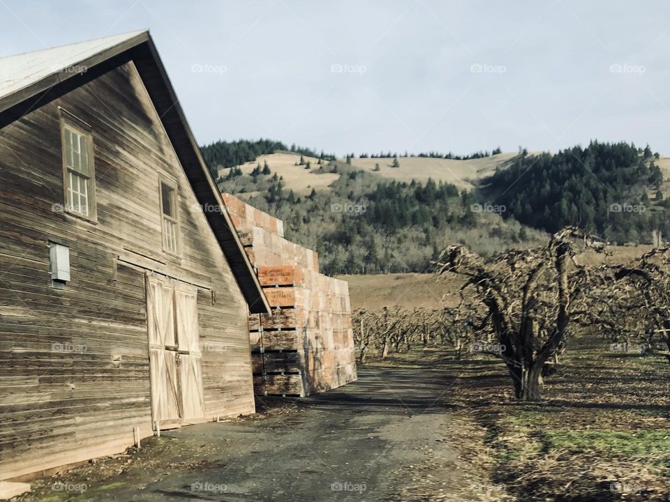 Bare Orchard in the Winter