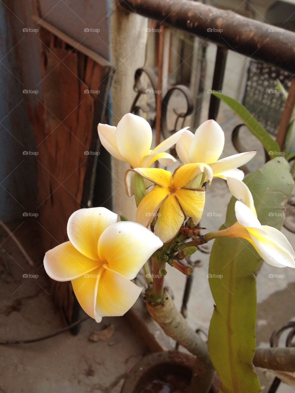 Yellow white flowers