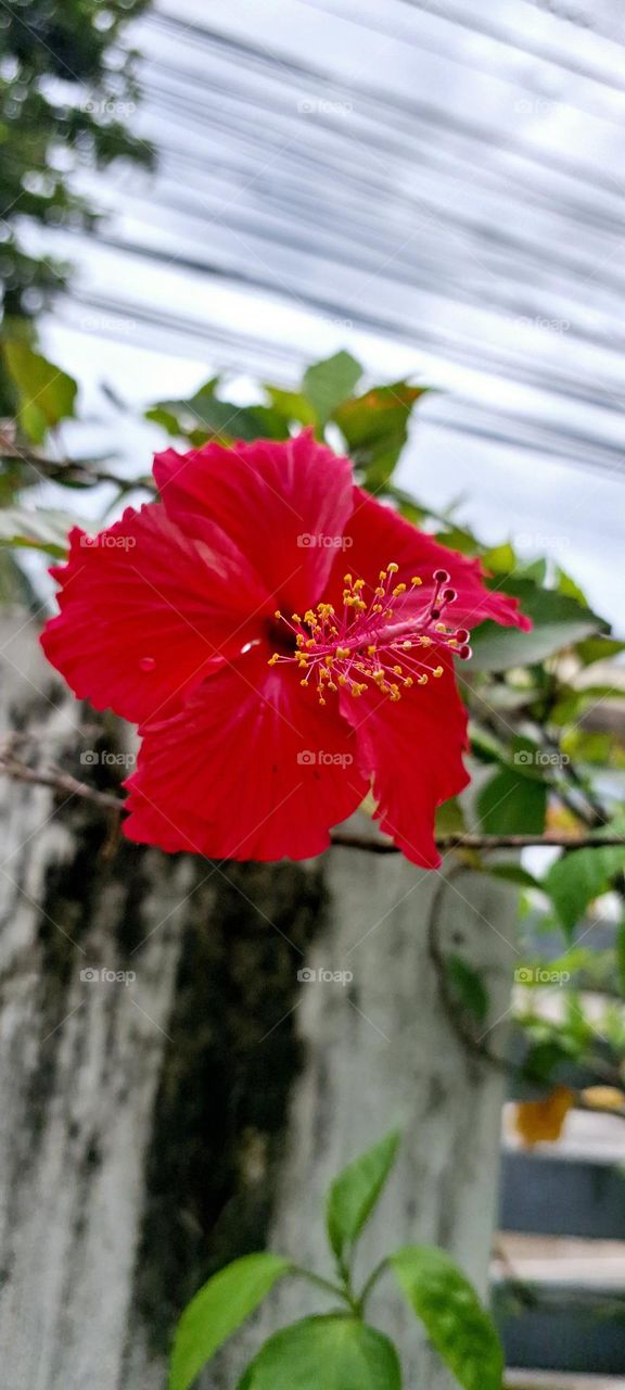 Hibiscus