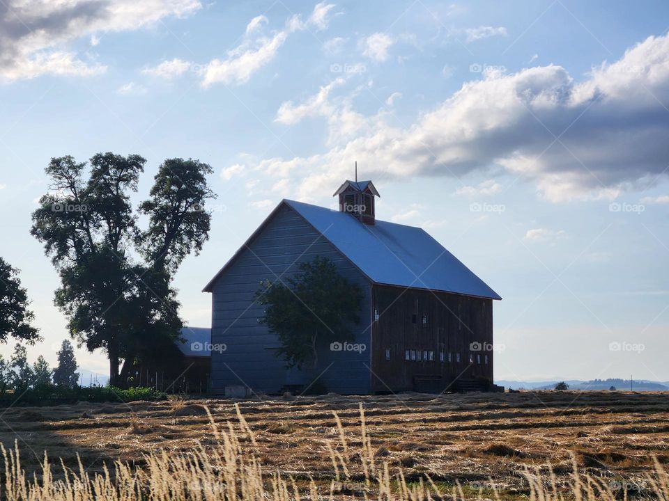 country farmhouse set in wheat fields against blue sky with clouds background as seen from the road on a Summer evening drive in Oregon