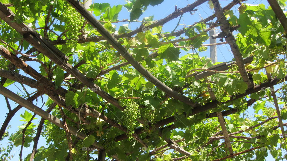 Grape vines