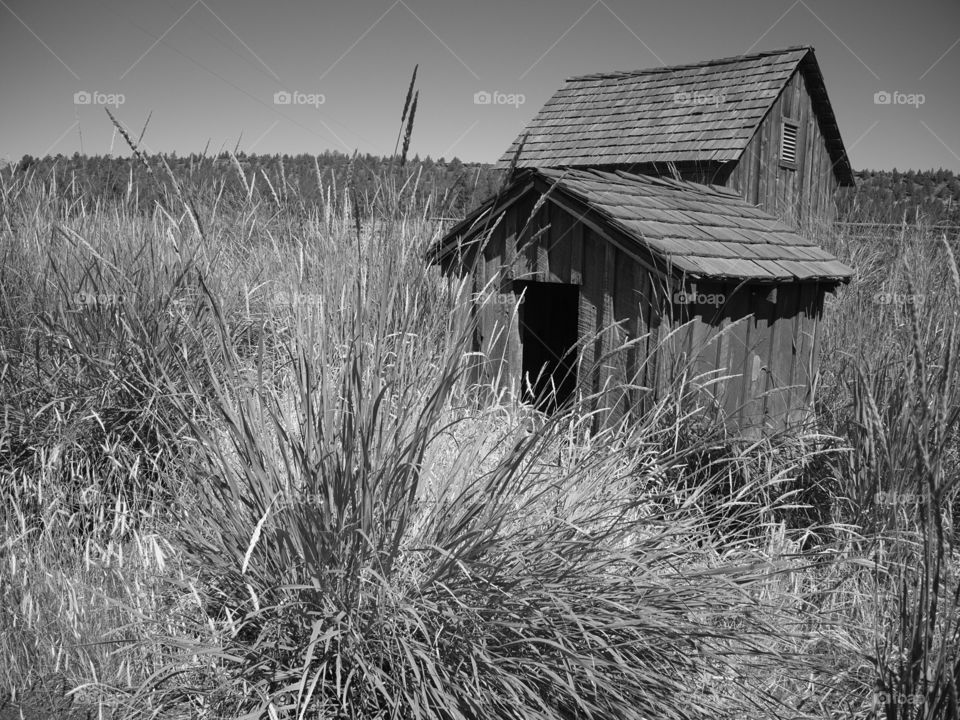 Two farm buildings with wooden sides and tiled roofs being swallowed up by wild grasses on a ranch in Central Oregon on a sunny summer day.