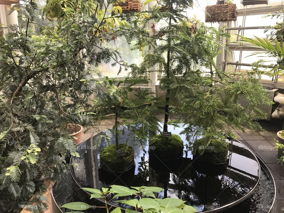 A small manmade lake inside a greenhouse, surrounded by plants on shelves and in boxes