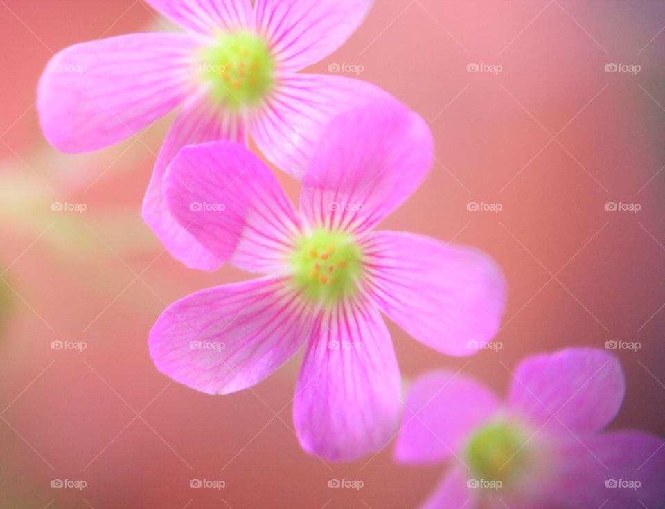 High angle view of clover flowers