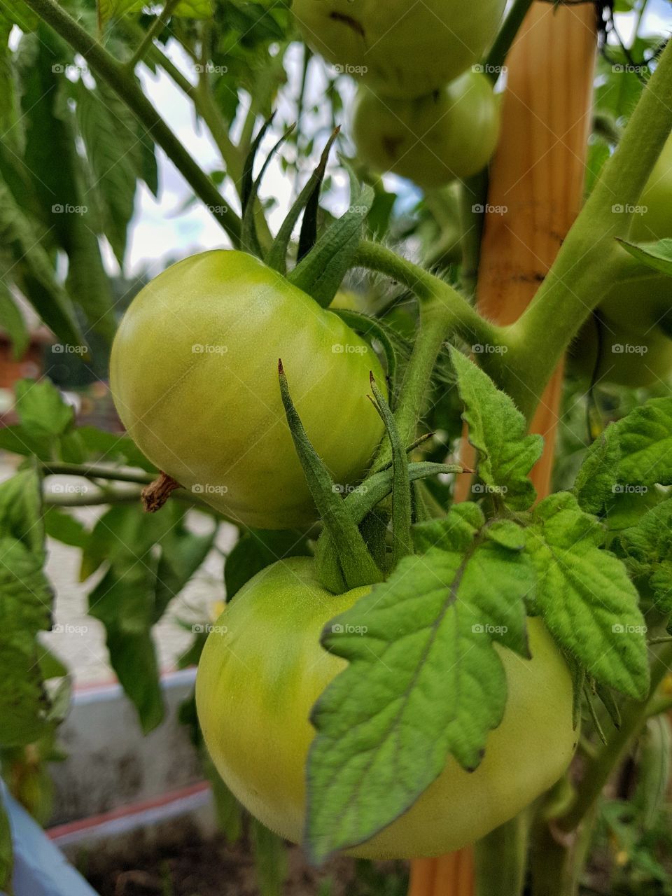Ripened tomatoes