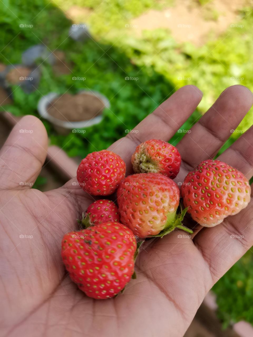 Fresh Strawberry from my garden. Nuwaraeliya, sri lanka