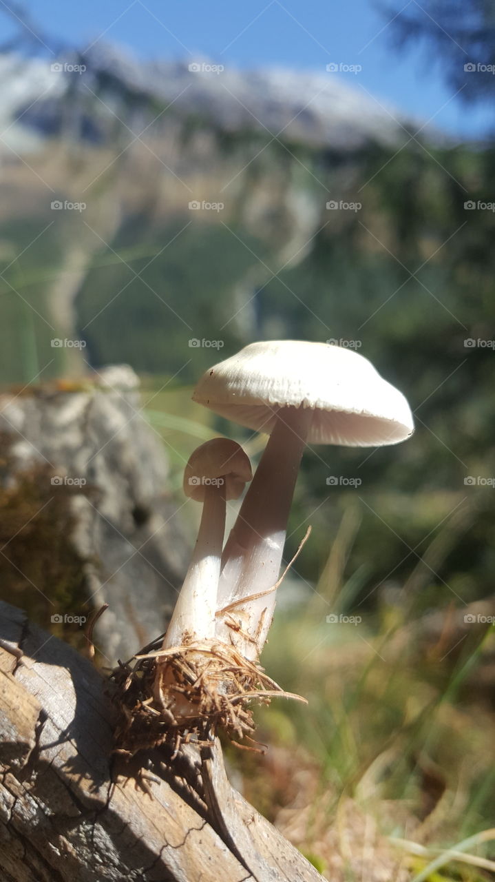 Mushroom, Fungus, Fall, Nature, Cap