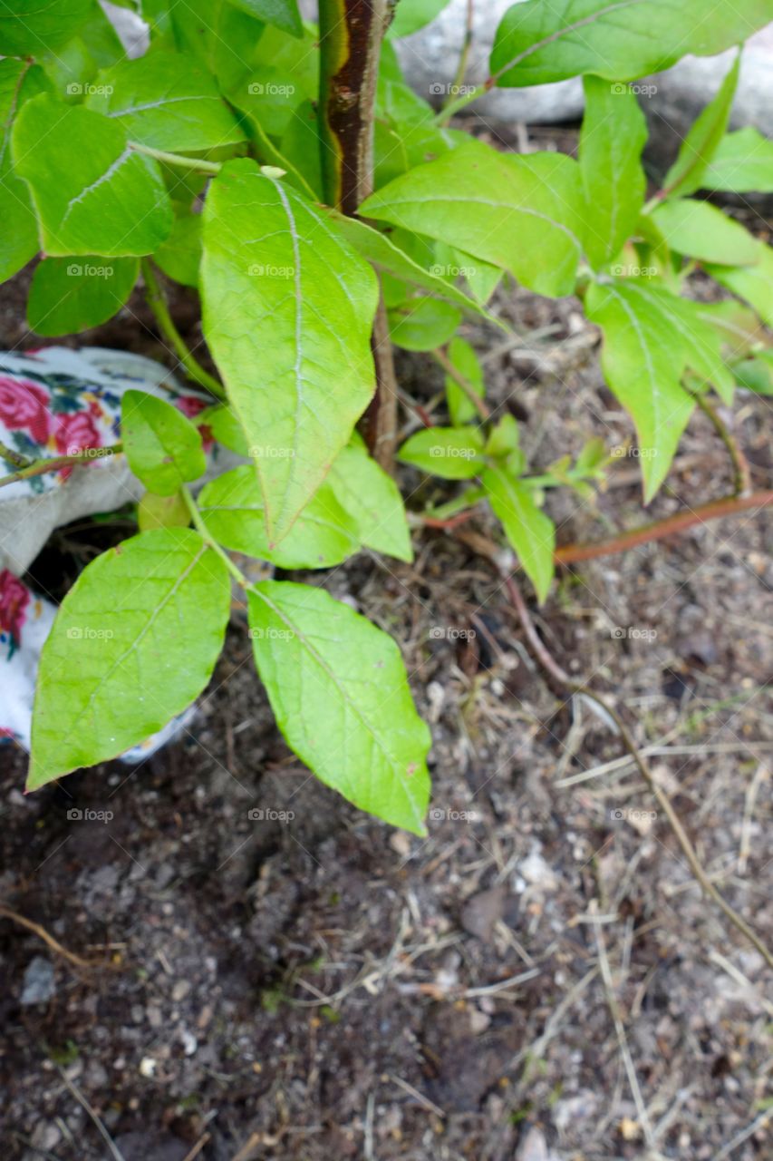 I love blueberries and I have finally planted three bushes in my garden.
I am looking forwards to the harvest😀

