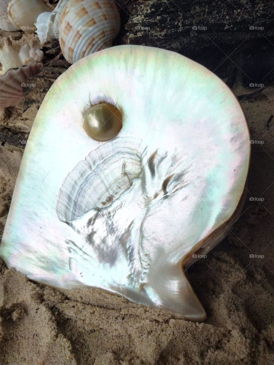A beautiful south sea pearl shell with a pearl in made by marine oysters as a natural defence against an irritant entering the Bi valve shell