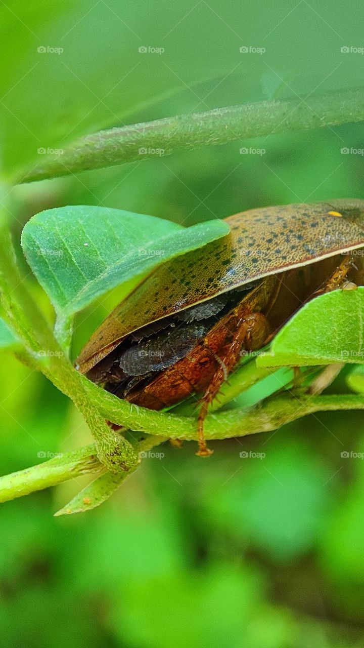 Hiding, bugs under bugs, mother bug holding her kids under the wings, lot of bugs, strange bugs, black bugs, hiding bugs