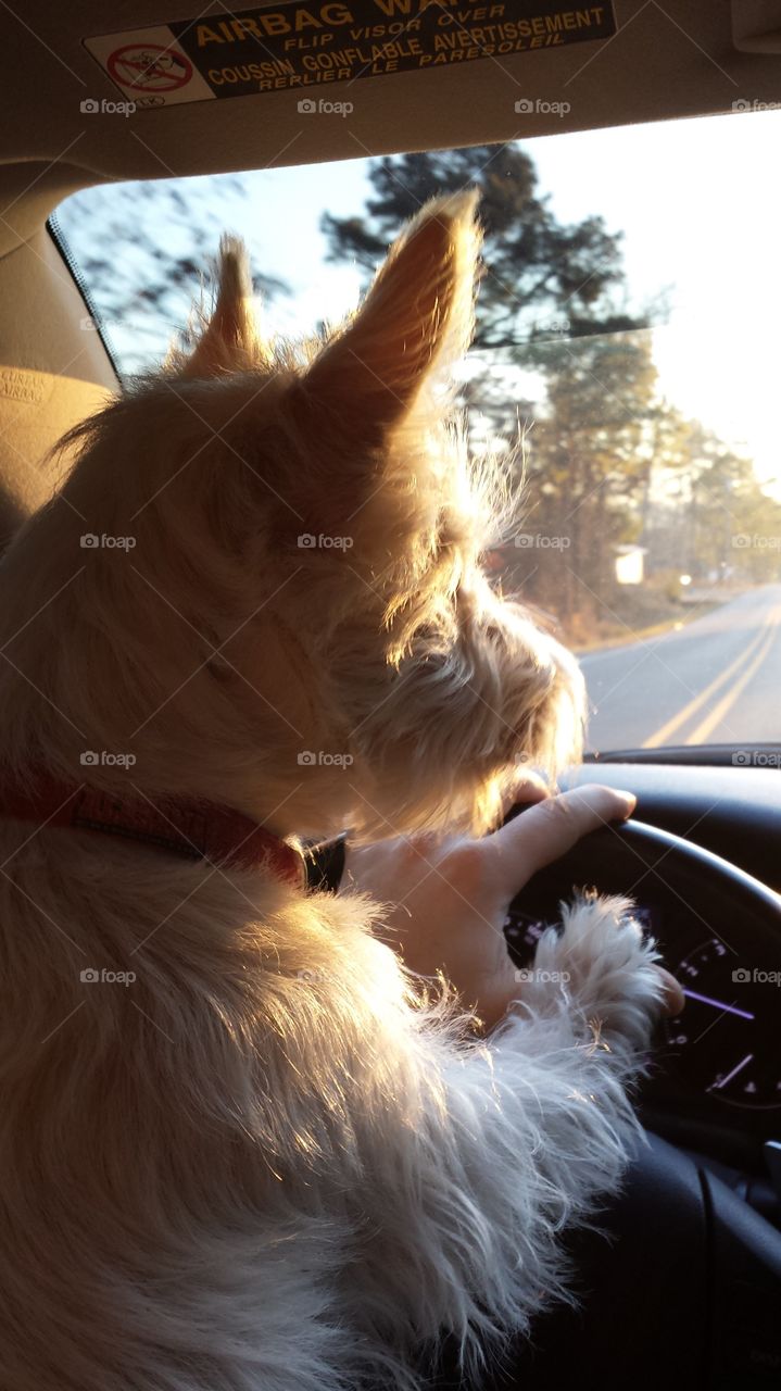 Doggie Driver